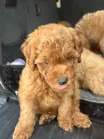 Lake, a male Miniature Goldendoodle for sale in Atlanta, GA – 2 of 5