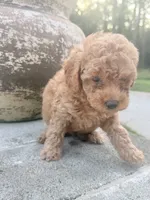 Oakley , a male Miniature Goldendoodle for sale in Atlanta, GA – 3 of 6