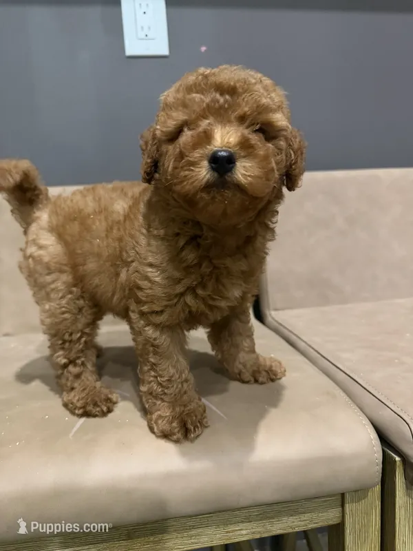 Riley  – Miniature Goldendoodle puppy for sale in Atlanta, GA