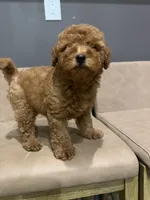 Riley , a male Miniature Goldendoodle for sale in Atlanta, GA – 1 of 7