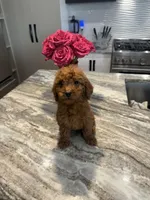 Rosie , a female Miniature Goldendoodle for sale in Atlanta, GA – Photo 2 of 4