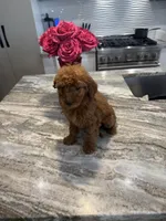 Rosie , a female Miniature Goldendoodle for sale in Atlanta, GA – Photo 4 of 4