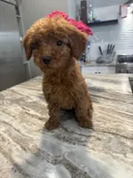 Rosie , a female Miniature Goldendoodle for sale in Atlanta, GA – Photo 1 of 4