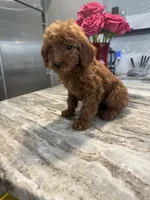 Rosie , a female Miniature Goldendoodle for sale in Atlanta, GA – Photo 3 of 4