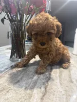 processed/91772236-e4eb-4f57-b0b0-2cced151a6ba/listing/0d7e759a-f7bd-406c-aca4-fd8ef50ed49f/d55f6433-9a0b-4615-8bfa-a079beef0fe0