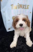 Brady, a male Cavapoo for sale in Atlanta, GA – 2 of 4