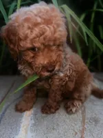 Clover , a male Miniature Goldendoodle for sale in Atlanta, GA – 5 of 9