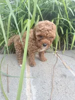 Rose , a female Miniature Goldendoodle for sale in Atlanta, GA – 6 of 9