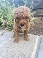 Rose , a female Miniature Goldendoodle for sale in Atlanta, GA – 2 of 9