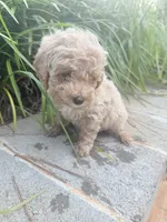 Pearl , a female Miniature Goldendoodle for sale in Atlanta, GA – 6 of 8