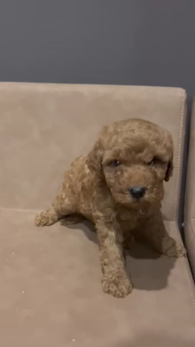 Johnny walker, a male Miniature Goldendoodle for sale in Atlanta, GA – 3 of 3
