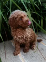Clover , a male Miniature Goldendoodle for sale in Atlanta, GA – 4 of 9
