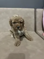 Sadie, a female Miniature Goldendoodle for sale in Atlanta, GA – 4 of 5