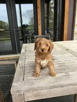 Harley, a female Miniature Goldendoodle for sale in Atlanta, GA – Photo 2 of 3