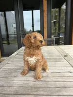 Harley, a female Miniature Goldendoodle for sale in Atlanta, GA – Photo 3 of 3