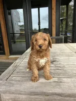 Harley, a female Miniature Goldendoodle for sale in Atlanta, GA – Photo 1 of 3