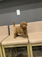 Riley , a male Miniature Goldendoodle for sale in Atlanta, GA – 4 of 7