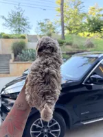 Anchor , a male Miniature Goldendoodle for sale in Atlanta, GA – 3 of 6