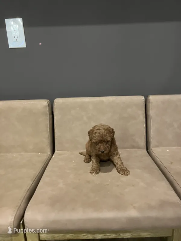 Riley  – Miniature Goldendoodle puppy for sale in Atlanta, GA