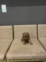 Riley , a male Miniature Goldendoodle for sale in Atlanta, GA – 1 of 3