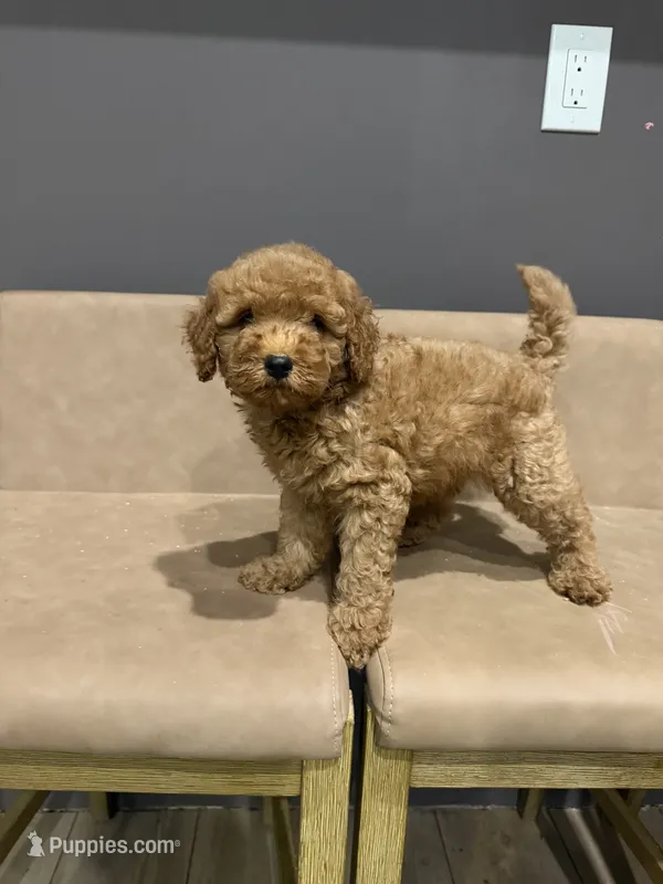 Johnny walker – Miniature Goldendoodle puppy for sale in Atlanta, GA