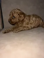 Maple, a female Miniature Goldendoodle for sale in Atlanta, GA – 2 of 4