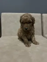 Lake, a male Miniature Goldendoodle for sale in Atlanta, GA – 2 of 3