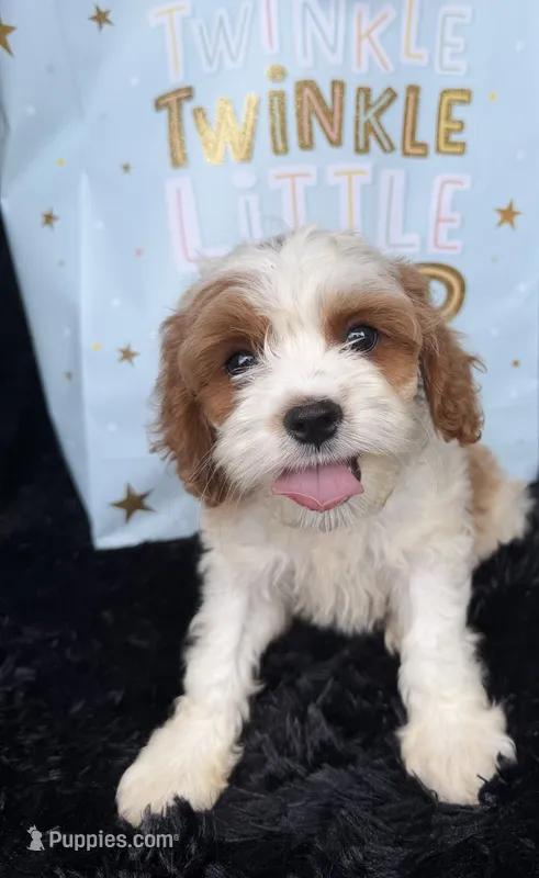Brady – Cavapoo puppy for sale in Atlanta, GA