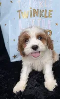 Brady, a male Cavapoo for sale in Atlanta, GA – 1 of 4