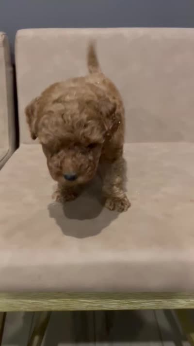 Riley , a male Miniature Goldendoodle for sale in Atlanta, GA – 3 of 3