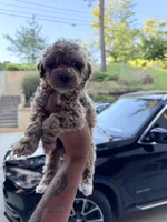 Anchor , a male Miniature Goldendoodle for sale in Atlanta, GA – 5 of 6