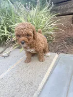 Rose , a female Miniature Goldendoodle for sale in Atlanta, GA – 3 of 9