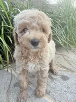 Pearl , a female Miniature Goldendoodle for sale in Atlanta, GA – 7 of 8
