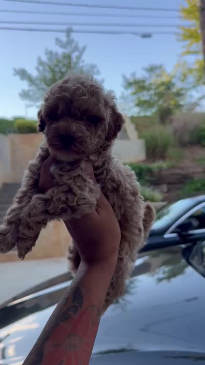 Anchor , a male Miniature Goldendoodle for sale in Atlanta, GA – 6 of 6