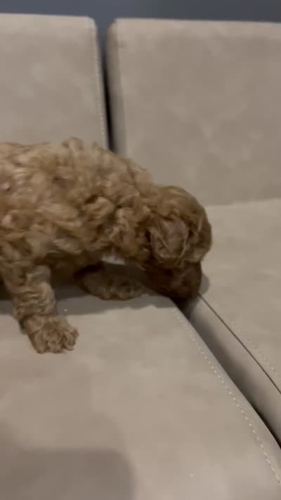Lake, a male Miniature Goldendoodle for sale in Atlanta, GA – 3 of 3