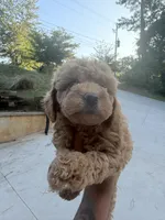 Oakley , a male Miniature Goldendoodle for sale in Atlanta, GA – 6 of 6