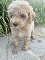 Pearl , a female Miniature Goldendoodle for sale in Atlanta, GA – 3 of 8