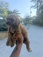 Rose , a female Miniature Goldendoodle for sale in Atlanta, GA – 8 of 9