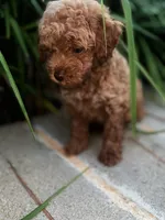 Clover , a male Miniature Goldendoodle for sale in Atlanta, GA – 8 of 9