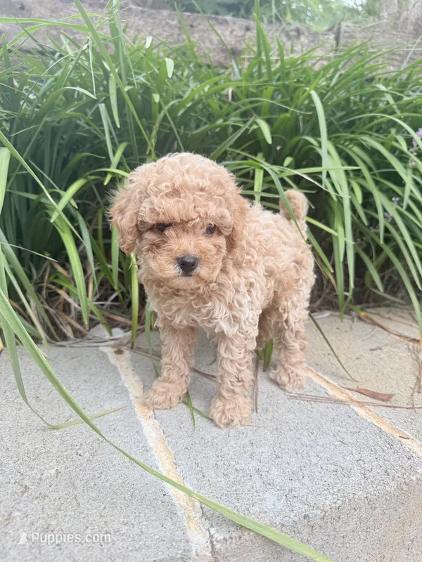 Pearl  – Miniature Goldendoodle puppy for sale in Atlanta, GA