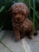 Clover , a male Miniature Goldendoodle for sale in Atlanta, GA – 2 of 9