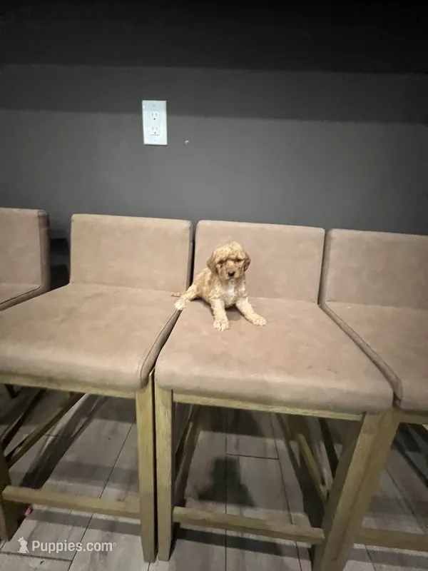 Teddy – Miniature Goldendoodle puppy for sale in Atlanta, GA