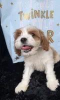 Brady, a male Cavapoo for sale in Atlanta, GA – 3 of 4