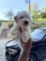 Snoh, a male Miniature Goldendoodle for sale in Atlanta, GA – 4 of 5