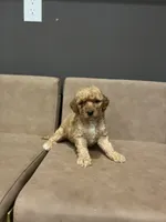 Teddy, a male Miniature Goldendoodle for sale in Atlanta, GA – 3 of 4