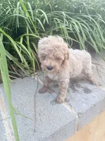 Pearl , a female Miniature Goldendoodle for sale in Atlanta, GA – 8 of 8