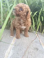 Rose , a female Miniature Goldendoodle for sale in Atlanta, GA – 9 of 9