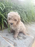 Pearl , a female Miniature Goldendoodle for sale in Atlanta, GA – 5 of 8