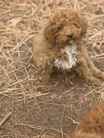 processed/91772236-e4eb-4f57-b0b0-2cced151a6ba/listing/735b34b3-baa0-4e0a-bed4-d0a3948df942/af115a0a-69fe-4924-8e22-faa2bfac6248