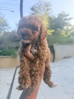 Rose , a female Miniature Goldendoodle for sale in Atlanta, GA – 1 of 9